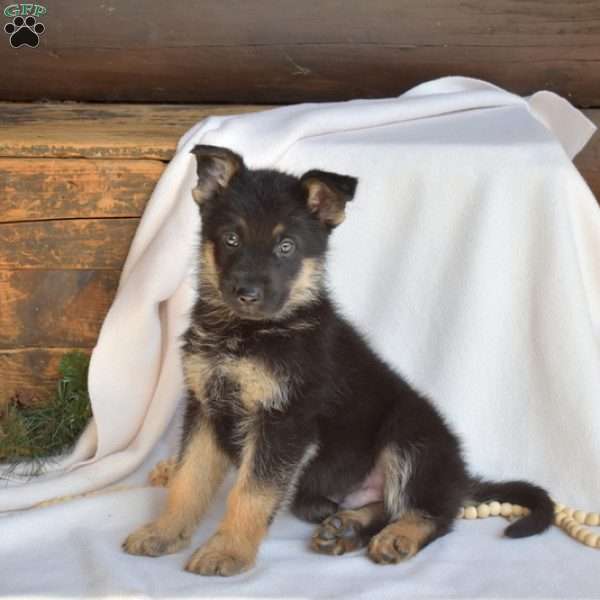 Link, German Shepherd Puppy