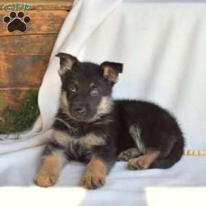 Link, German Shepherd Puppy