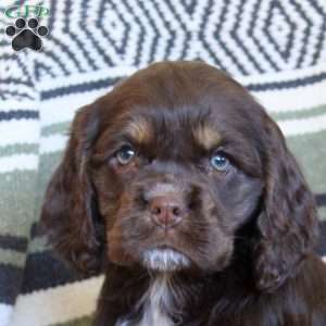 Link, Cocker Spaniel Puppy