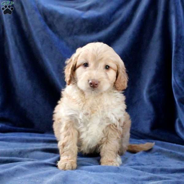 Link, Mini Goldendoodle Puppy