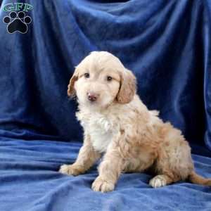 Link, Mini Goldendoodle Puppy