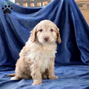 Link, Mini Goldendoodle Puppy