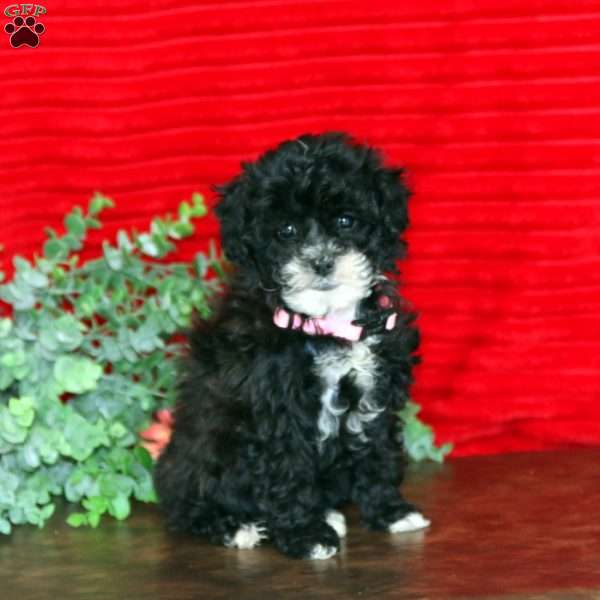 Linsey, Shih-Poo Puppy