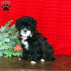 Linsey, Shih-Poo Puppy