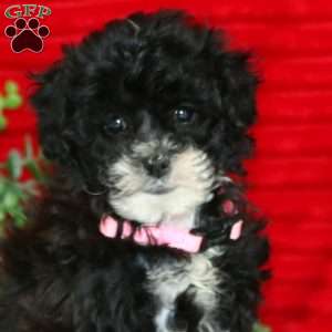 Linsey, Shih-Poo Puppy