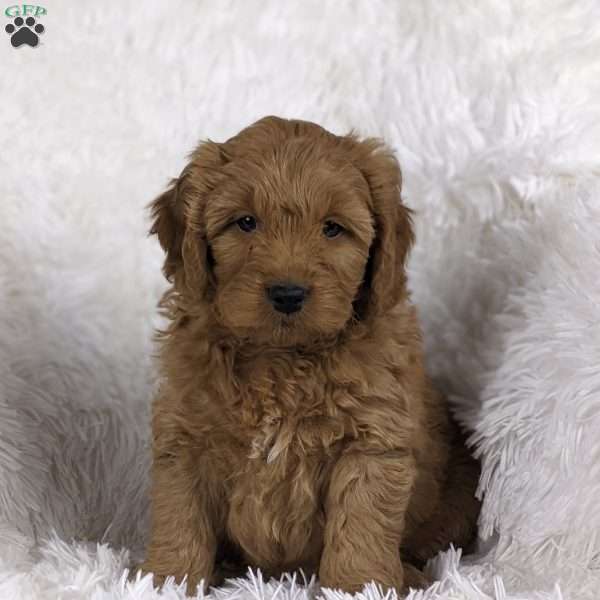 Lior, Mini Goldendoodle Puppy