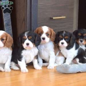 Callie, Cavalier King Charles Spaniel Puppy