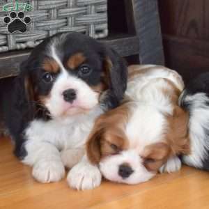 Callie, Cavalier King Charles Spaniel Puppy