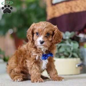 Logan, Cavapoo Puppy