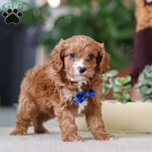 Logan, Cavapoo Puppy