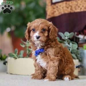 Logan, Cavapoo Puppy