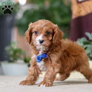 Logan, Cavapoo Puppy