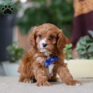 Logan, Cavapoo Puppy