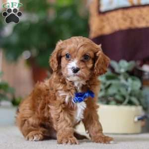 Logan, Cavapoo Puppy