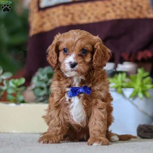 Logan, Cavapoo Puppy