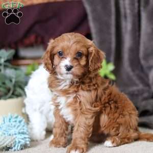 Logan, Cavapoo Puppy