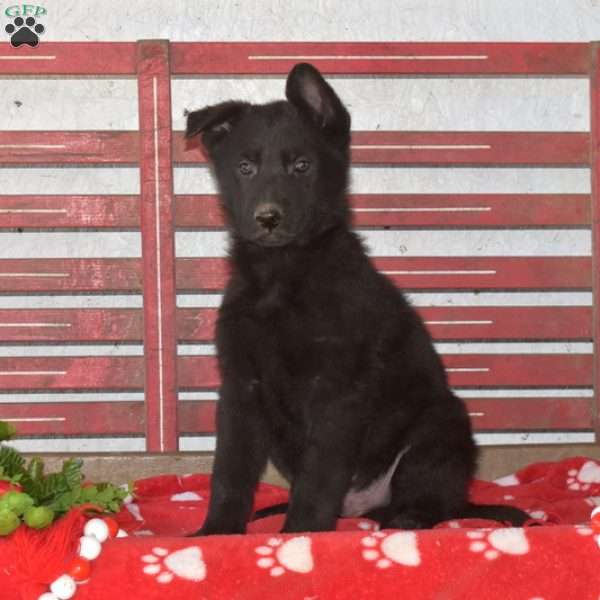 Logan, German Shepherd Puppy