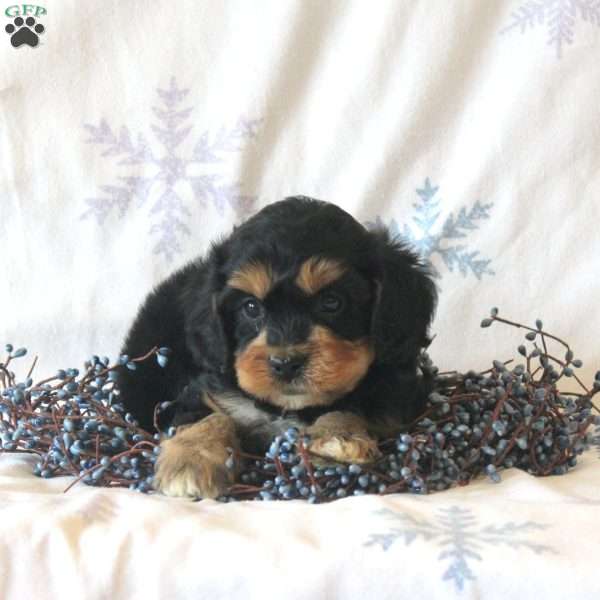 Logan, Cavachon Puppy