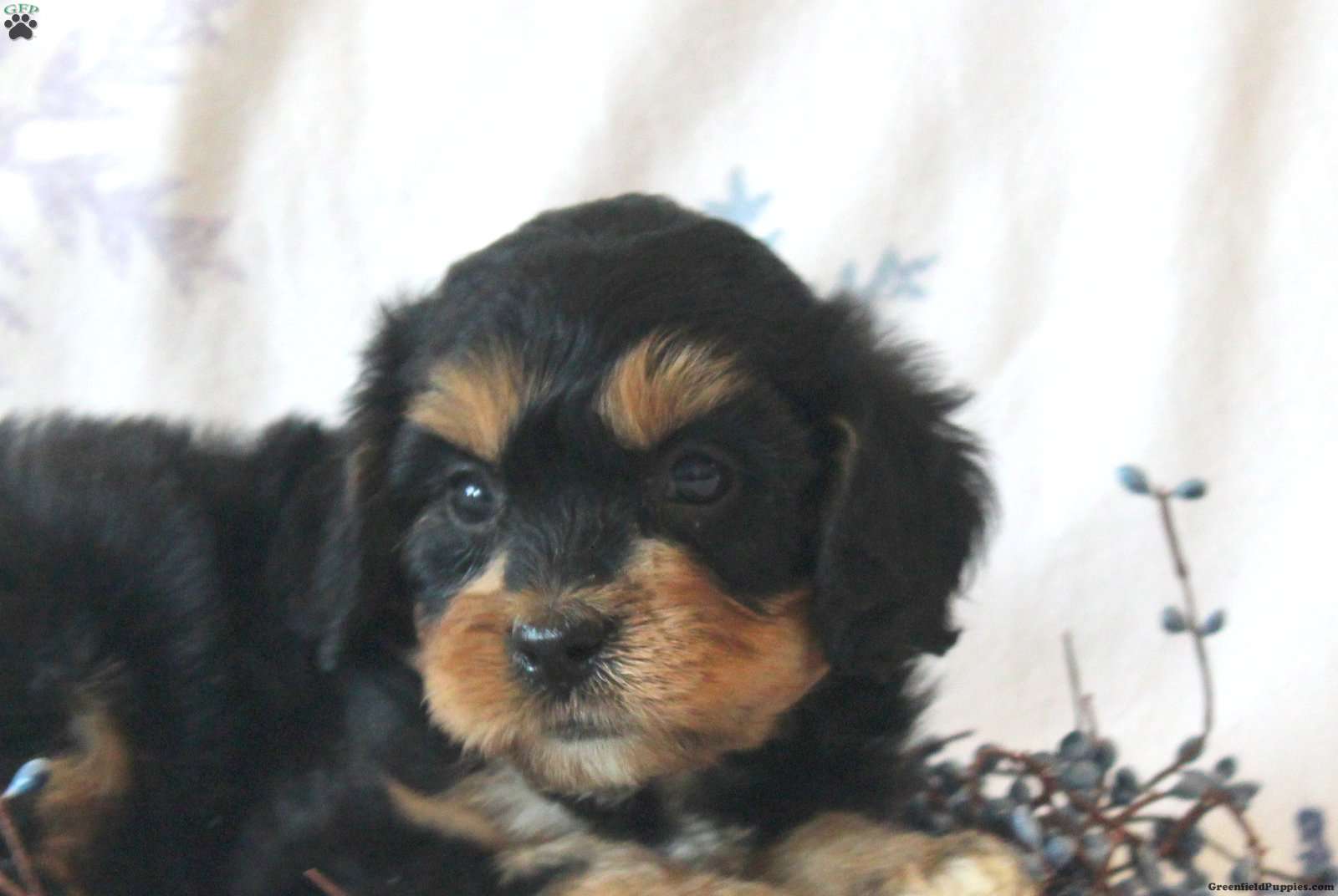 Logan - Cavachon Puppy For Sale In Pennsylvania