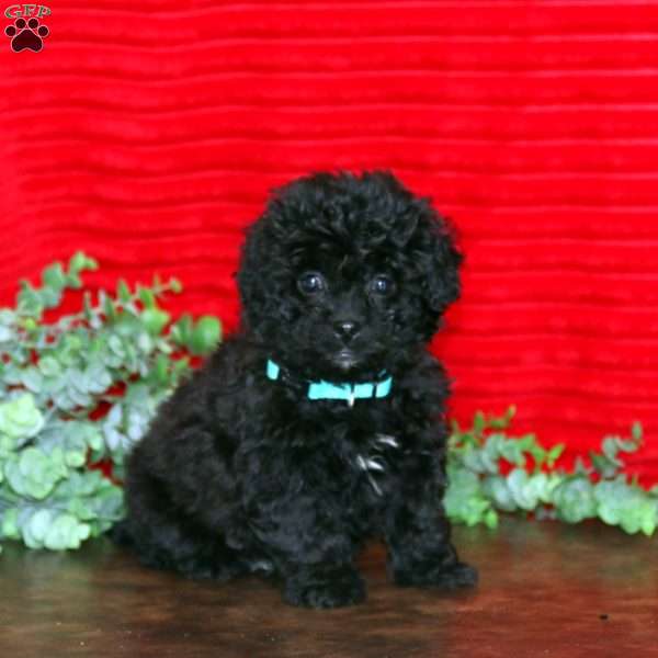 Logan, Shih-Poo Puppy