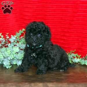 Logan, Shih-Poo Puppy