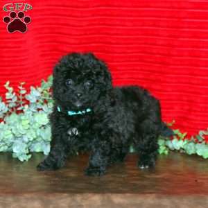 Logan, Shih-Poo Puppy