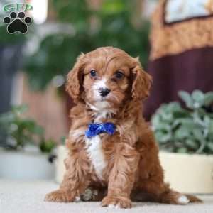 Logan, Cavapoo Puppy