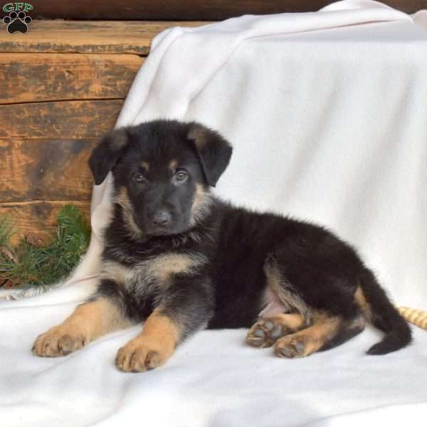 Logger, German Shepherd Puppy