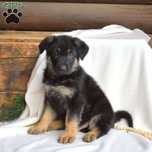 Logger, German Shepherd Puppy