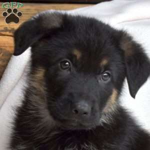 Logger, German Shepherd Puppy