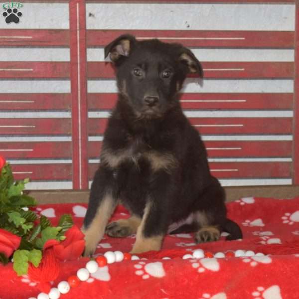 Loki, German Shepherd Puppy