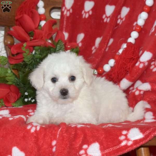 Lola, Bichon Frise Puppy