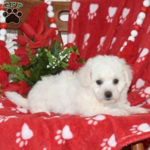 Lola, Bichon Frise Puppy