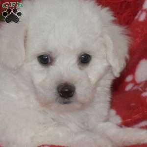 Lola, Bichon Frise Puppy