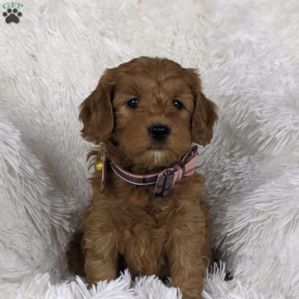 Lolli, Mini Goldendoodle Puppy