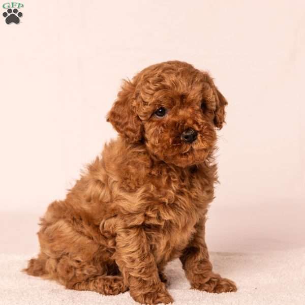 Lollipop, Miniature Poodle Puppy