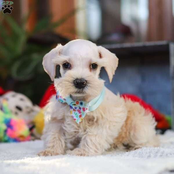 Lonnie, Miniature Schnauzer Puppy