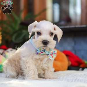 Lonnie, Miniature Schnauzer Puppy