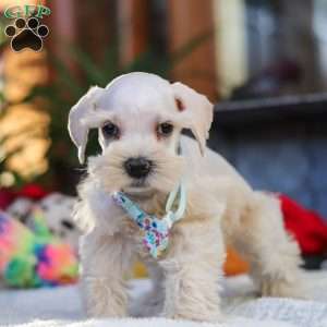 Lonnie, Miniature Schnauzer Puppy