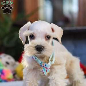 Lonnie, Miniature Schnauzer Puppy