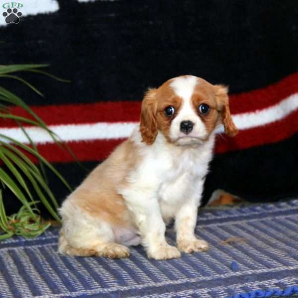 Lonnie, Cavalier King Charles Spaniel Puppy