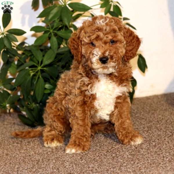 Lonnie, Mini Goldendoodle Puppy