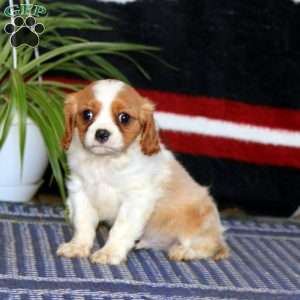 Lonnie, Cavalier King Charles Spaniel Puppy