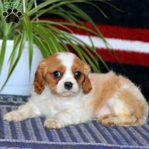 Lonnie, Cavalier King Charles Spaniel Puppy