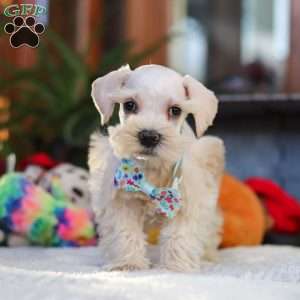 Lonnie, Miniature Schnauzer Puppy