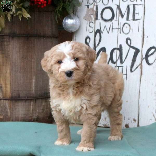 Louie, Bernedoodle Puppy