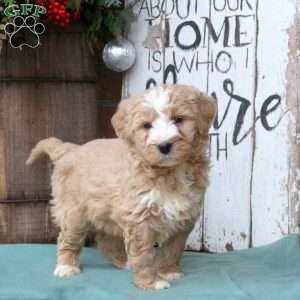 Louie, Bernedoodle Puppy