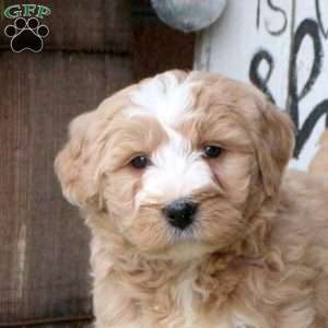 Louie, Bernedoodle Puppy