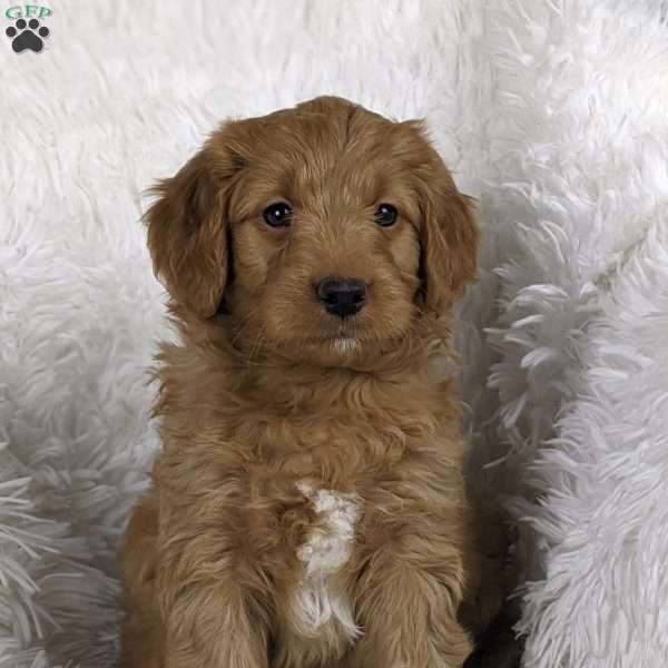 Louie, Mini Goldendoodle Puppy