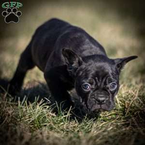 Louis, Frenchton Puppy